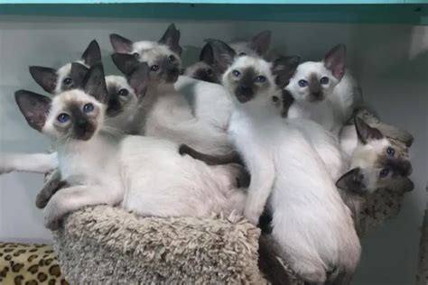 siamese breeders texas|siamese breeders in nh.